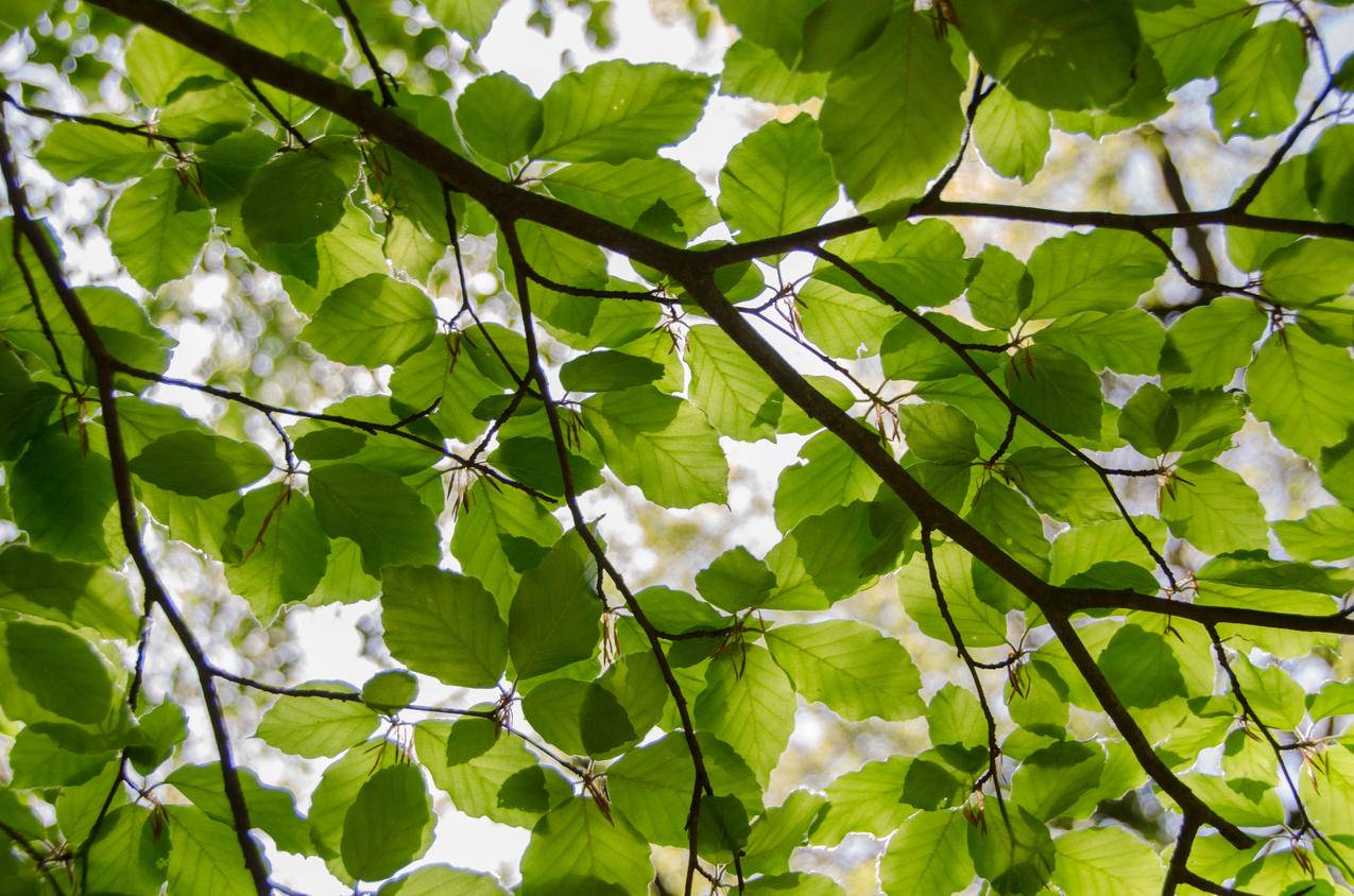 cc0可商用的自然照片,阳光,树叶,树木
