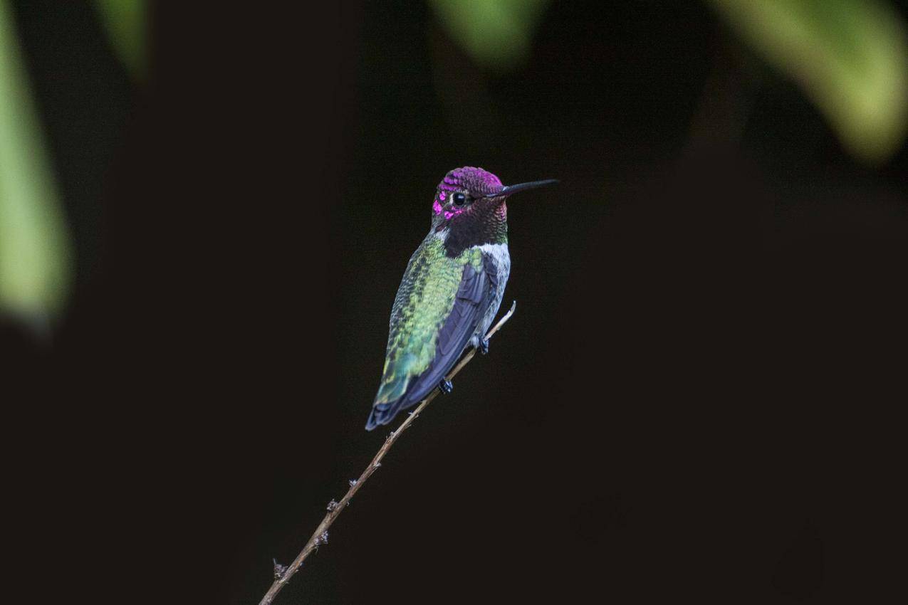 绿紫色蜂鸟的选择性聚焦摄影