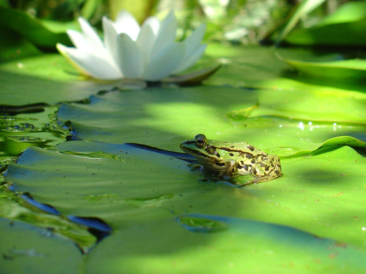 池塘荷叶上的青蛙图片