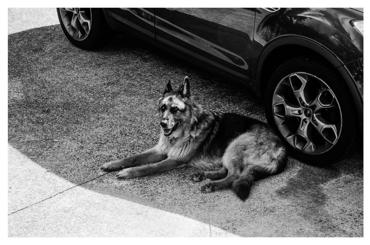 躺在地上的德国牧羊犬