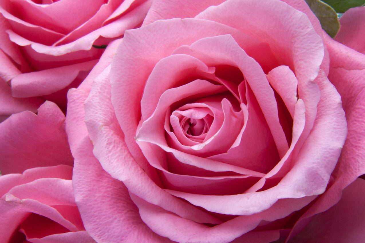玫瑰花的高清图片