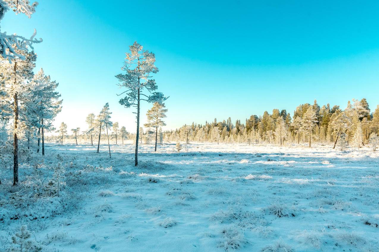 覆盖着雪的绿叶树高清壁纸