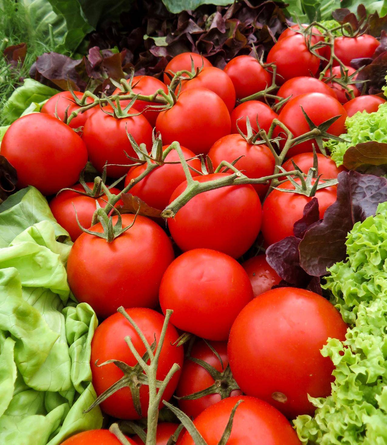 cc0可商用高清食品,蔬菜,西红柿,水果图片