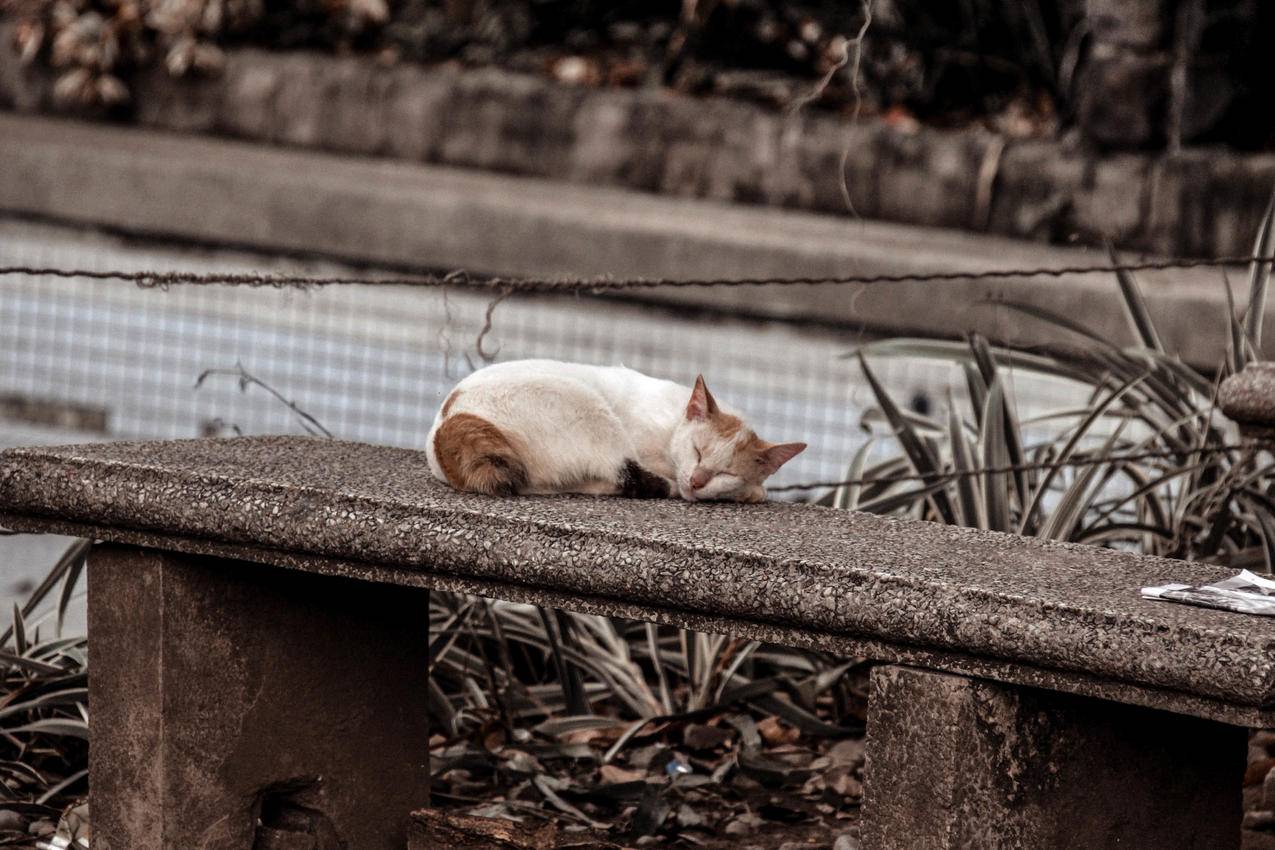 猫睡在灰色混凝土长凳上的照片