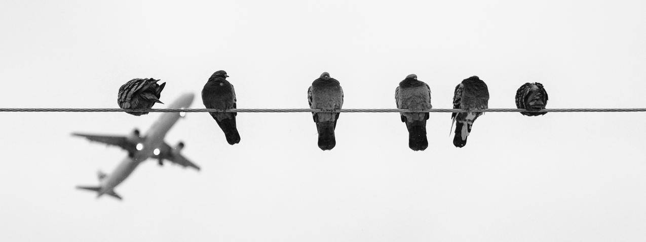 白天在电线上的黑色和灰色的鸟