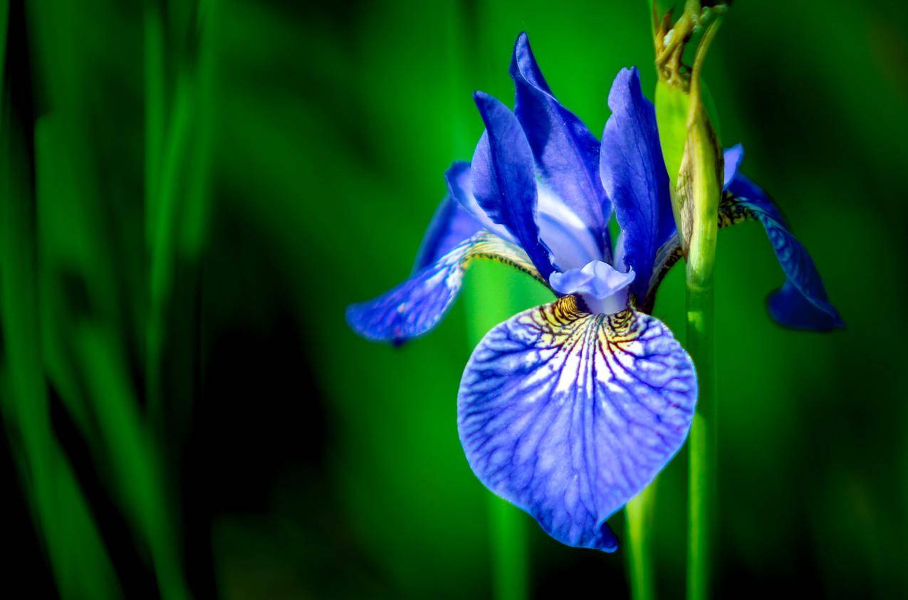 自然,蓝色,草,花瓣的cc0可商用图片