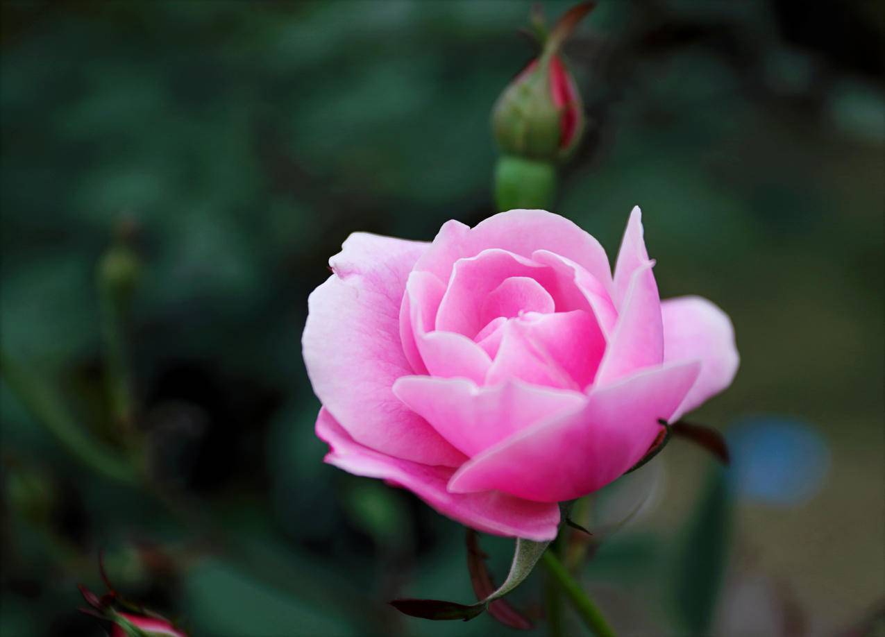粉红玫瑰的浅聚焦摄影