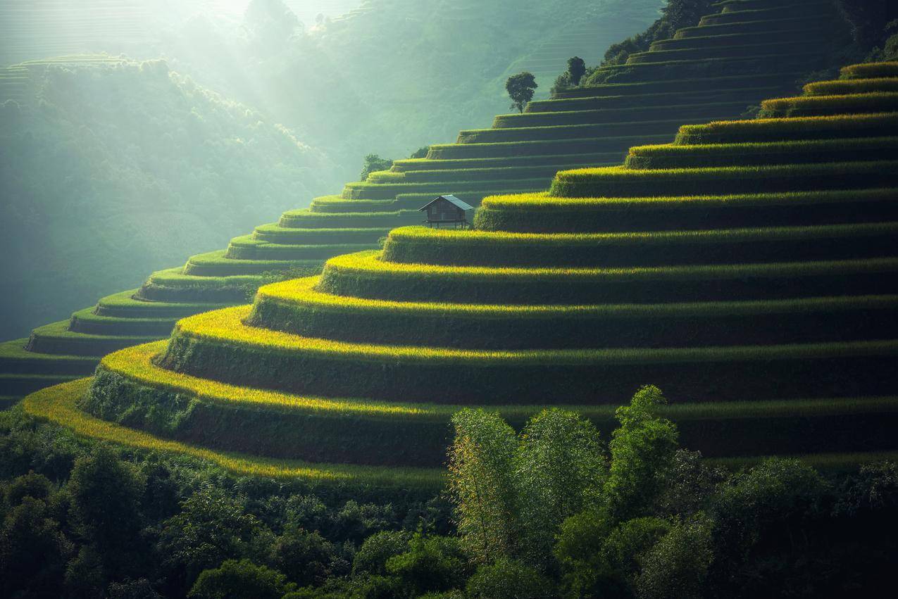 Rice,Paddy风景观