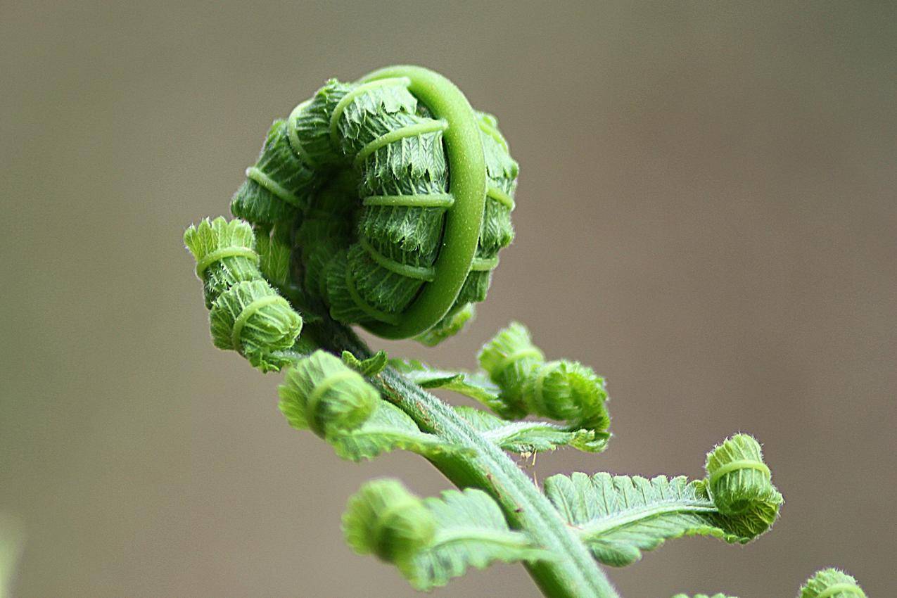 绿色植物芽