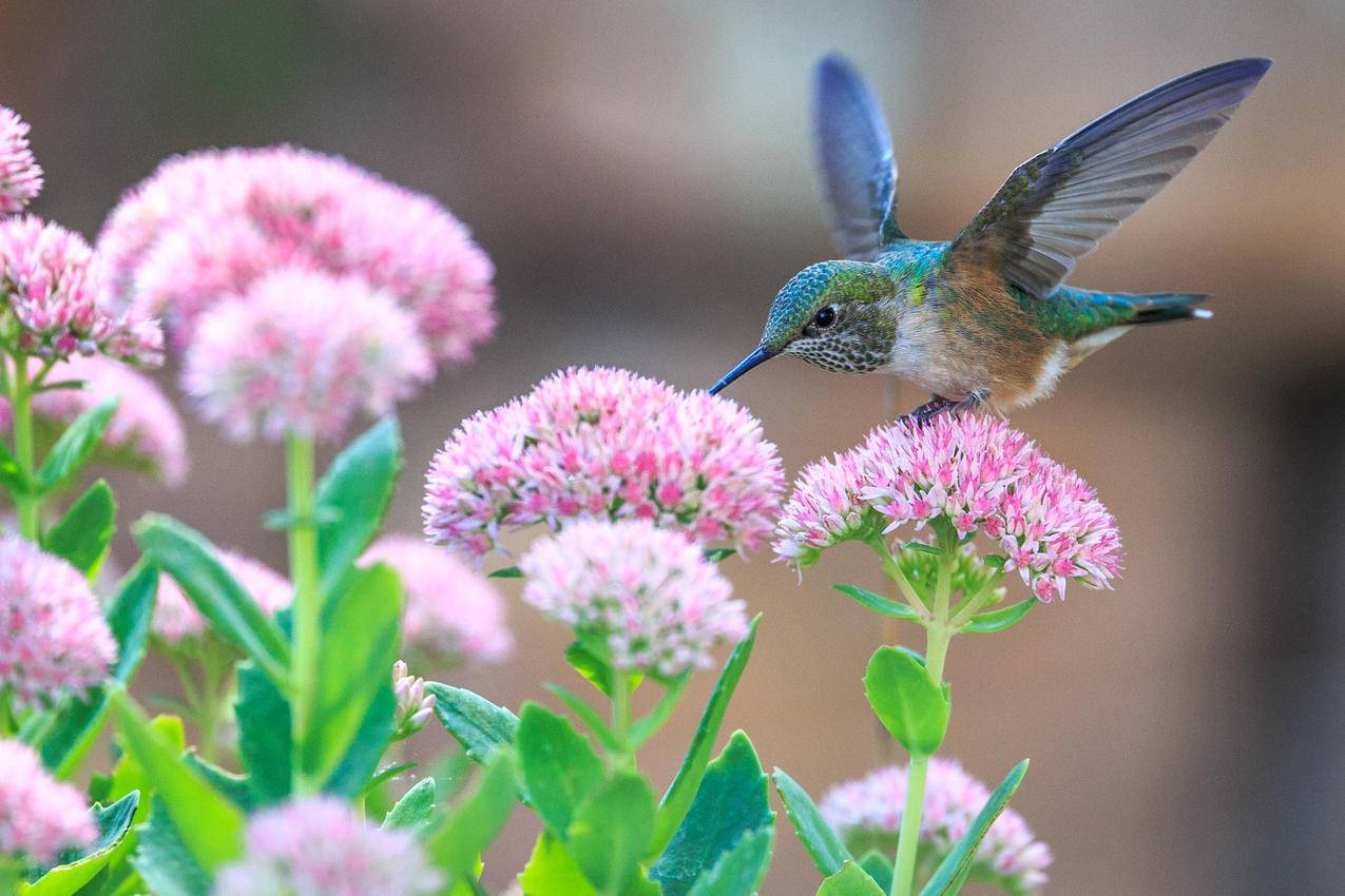 蜂鸟采花的高清图片