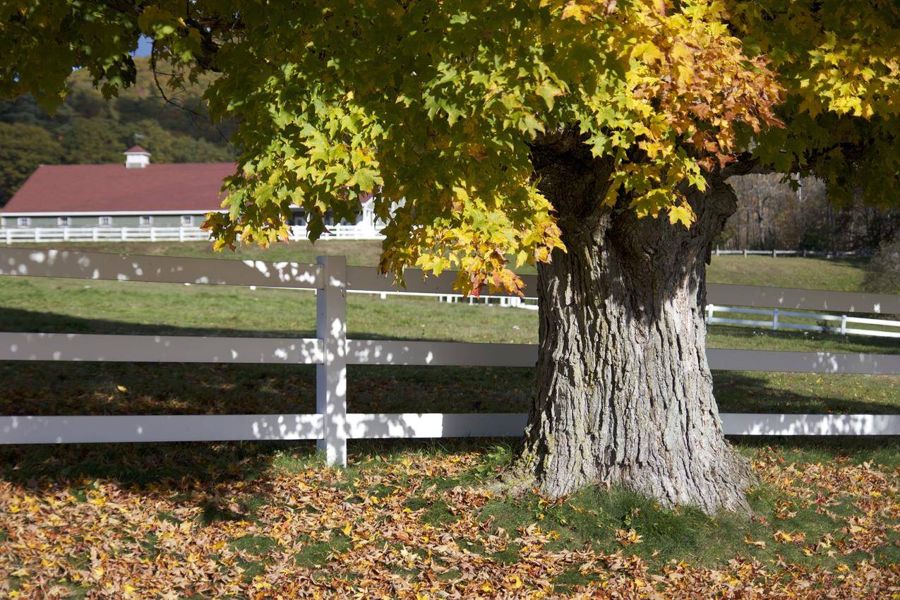 cc0可商用高清的草,树叶,树,秋天的图片