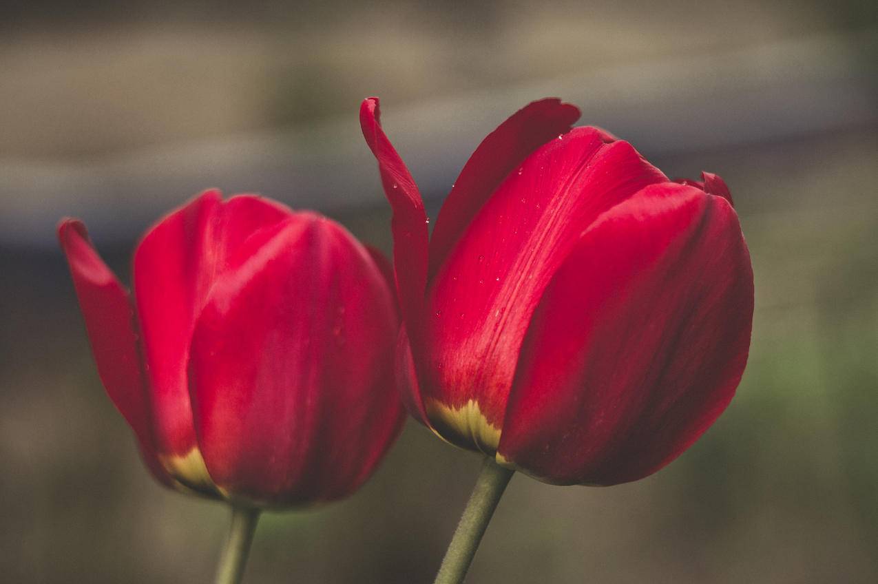 两朵红花的浅聚焦摄影