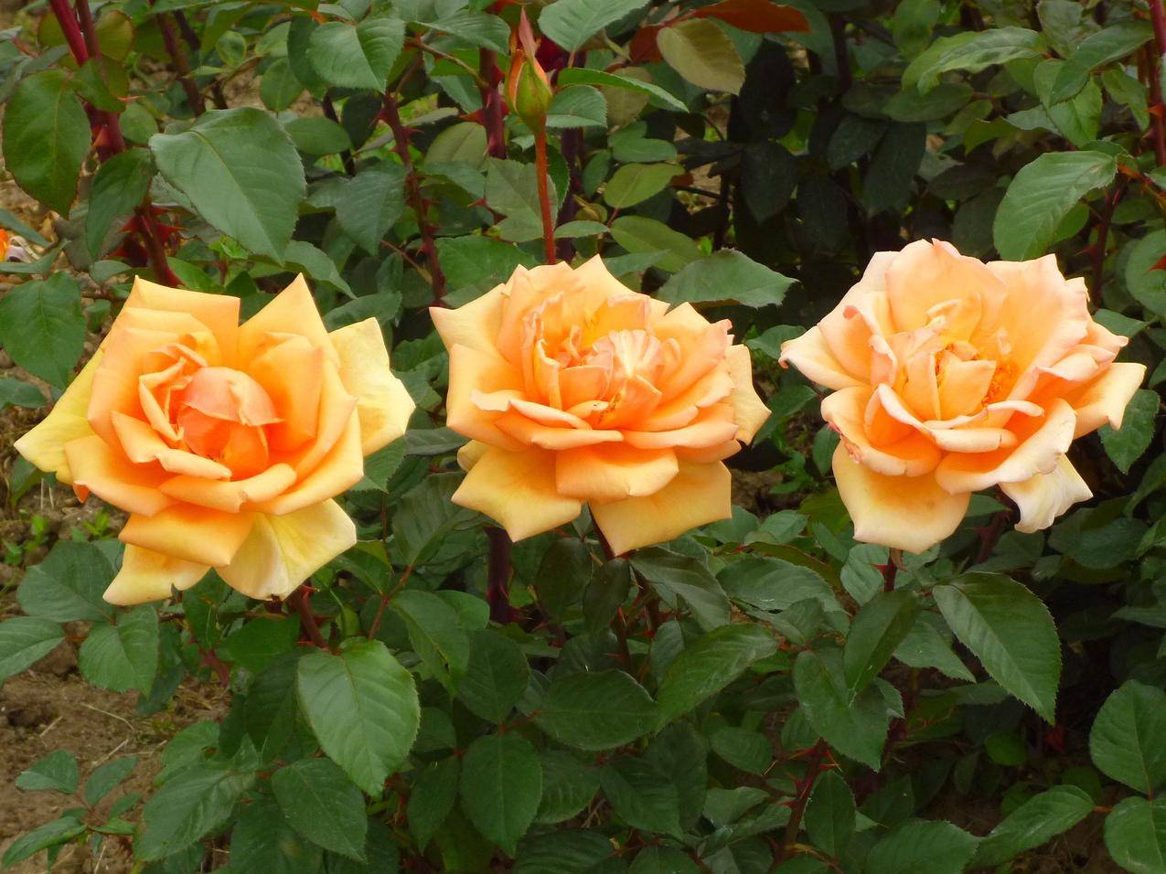 三朵黄色的玫瑰花