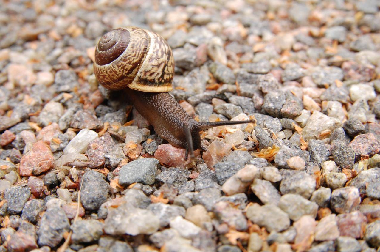 石头上的蜗牛高清图片