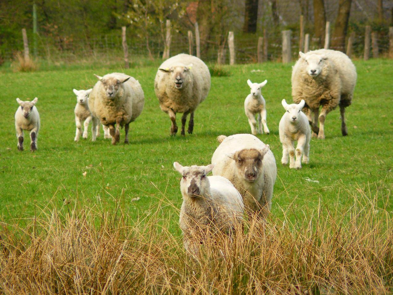 草地上的绵羊羊群畜牧业图片