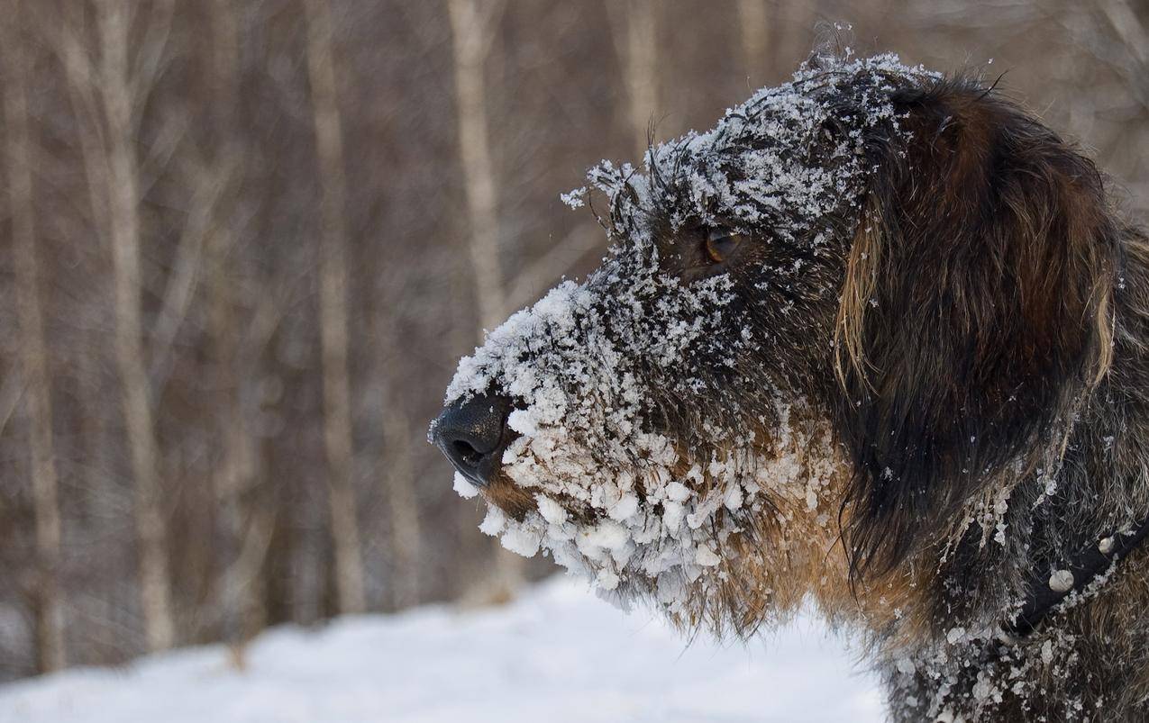 cc0可商用高清的冷,雪,冬,动物图片