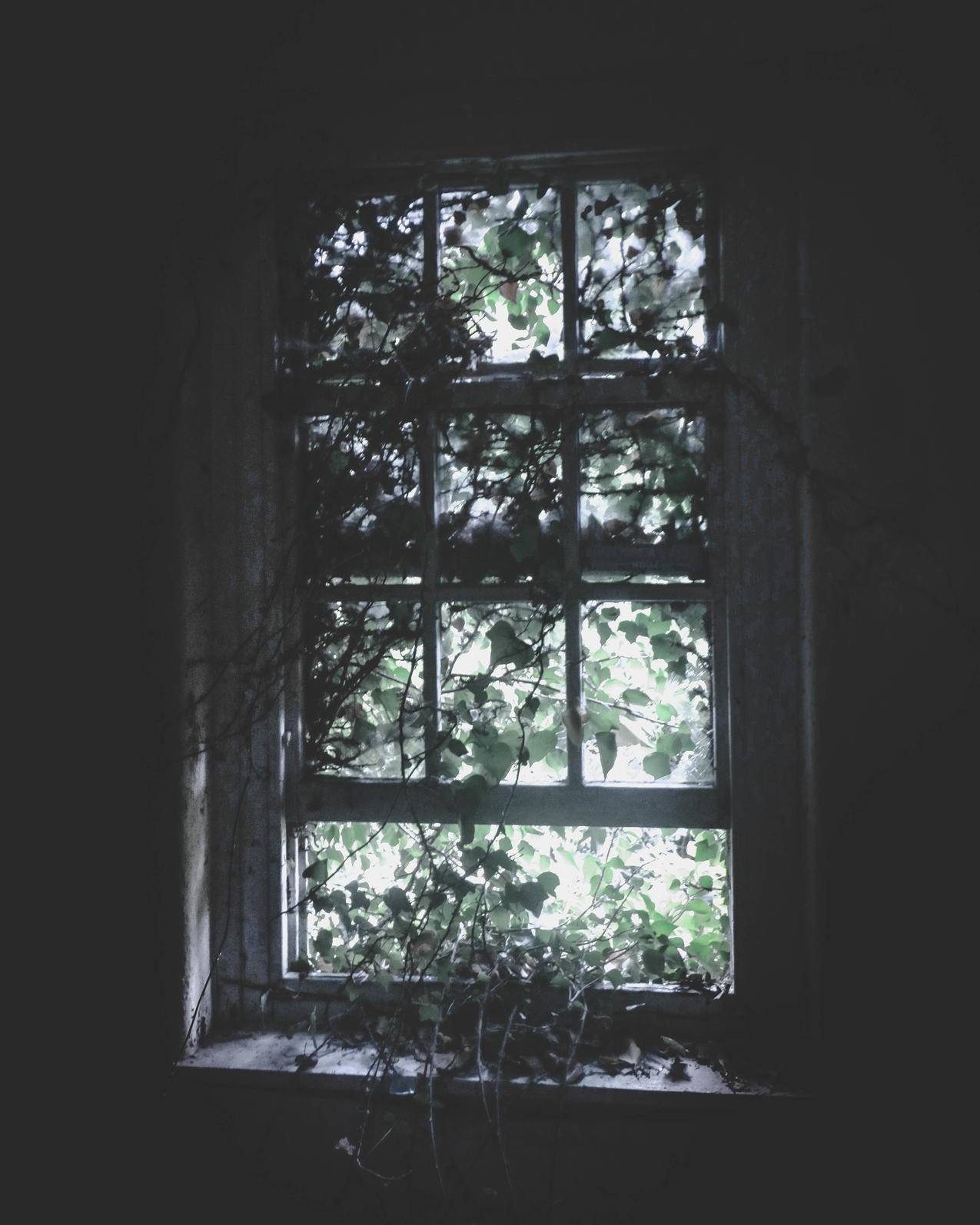 藤蔓木窗格