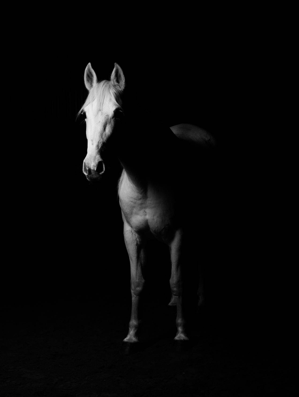 White,Horse,Black与白光