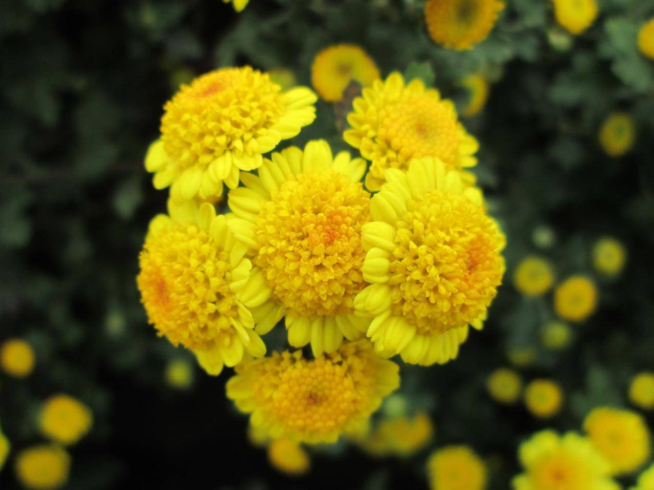 黄色的菊花花朵高清图片