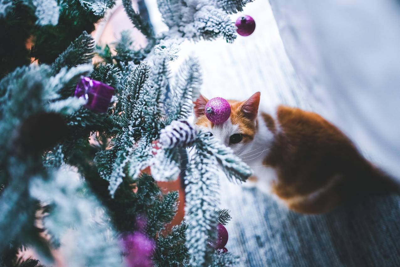 圣诞树下的猫