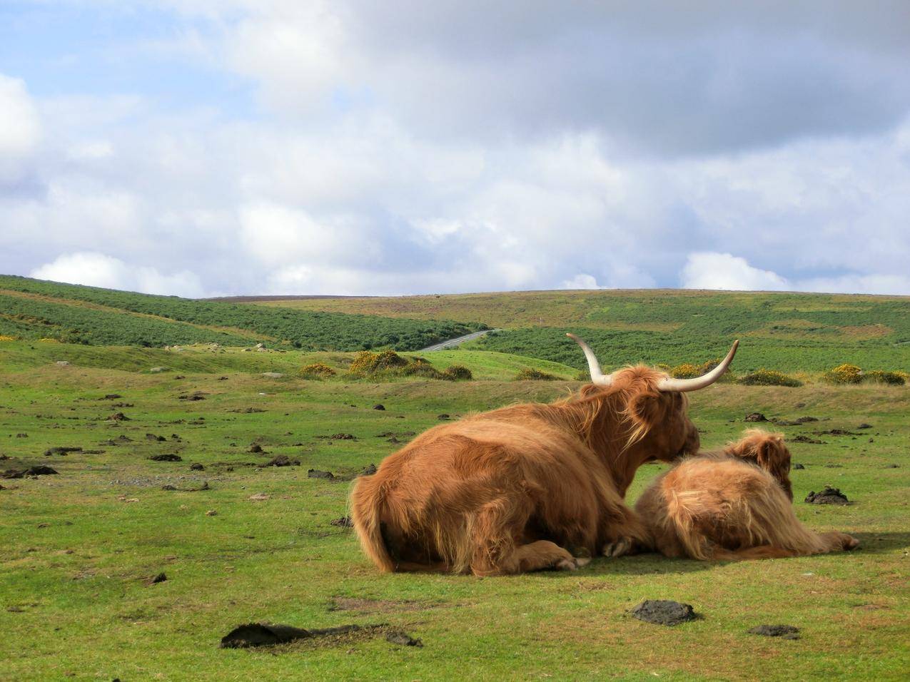 英国达特穆尔动物园的两头黄牛图片