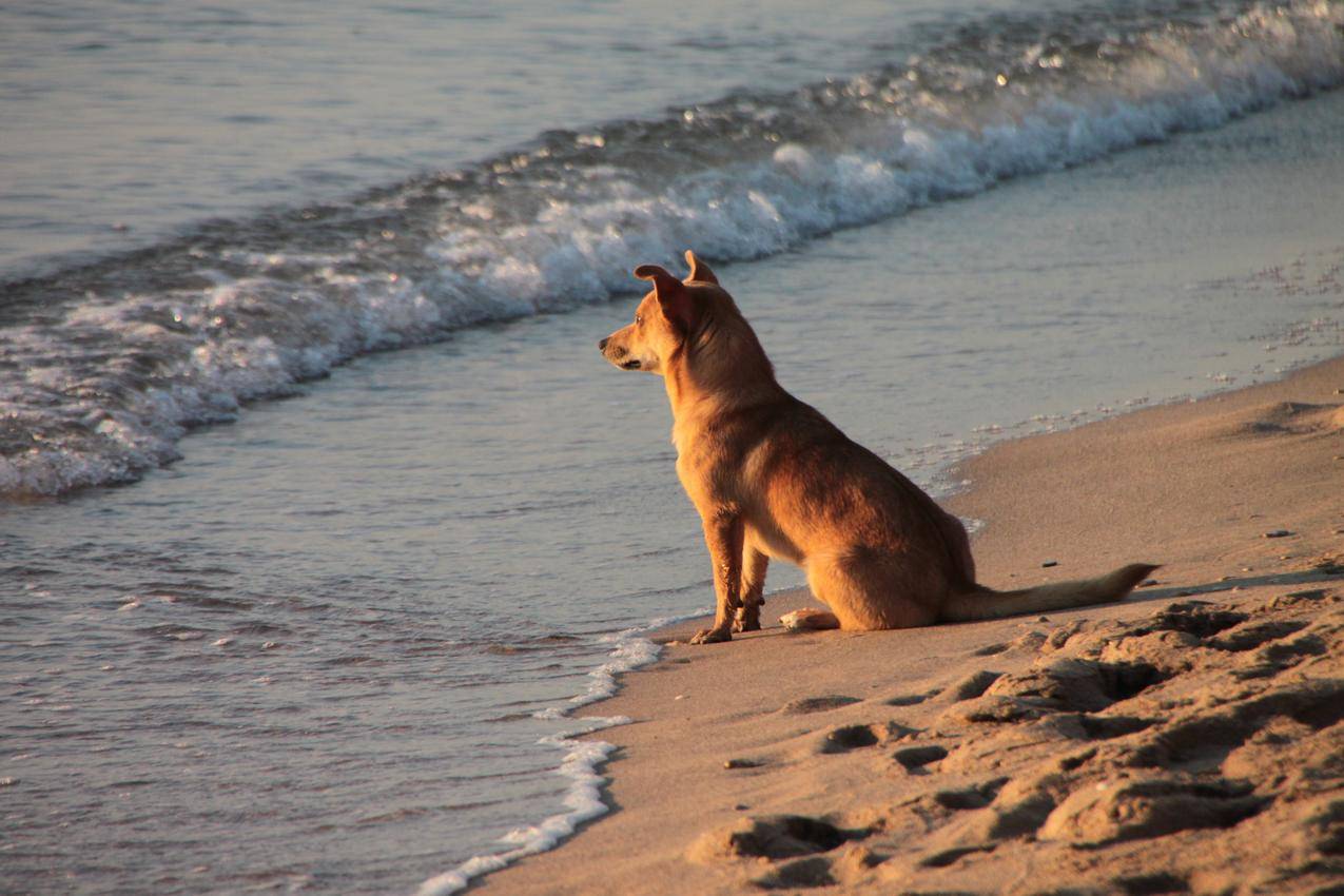 海边遥望的狗狗高清图片