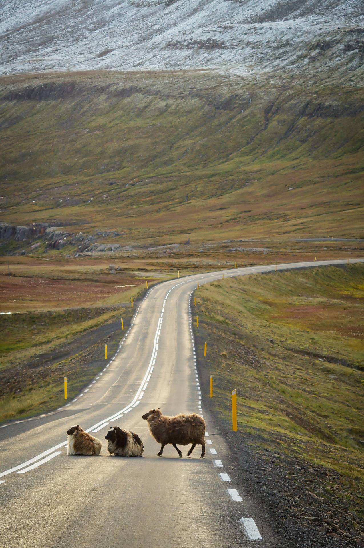 cc0可商用冰岛图片,十字路口,道路,景观