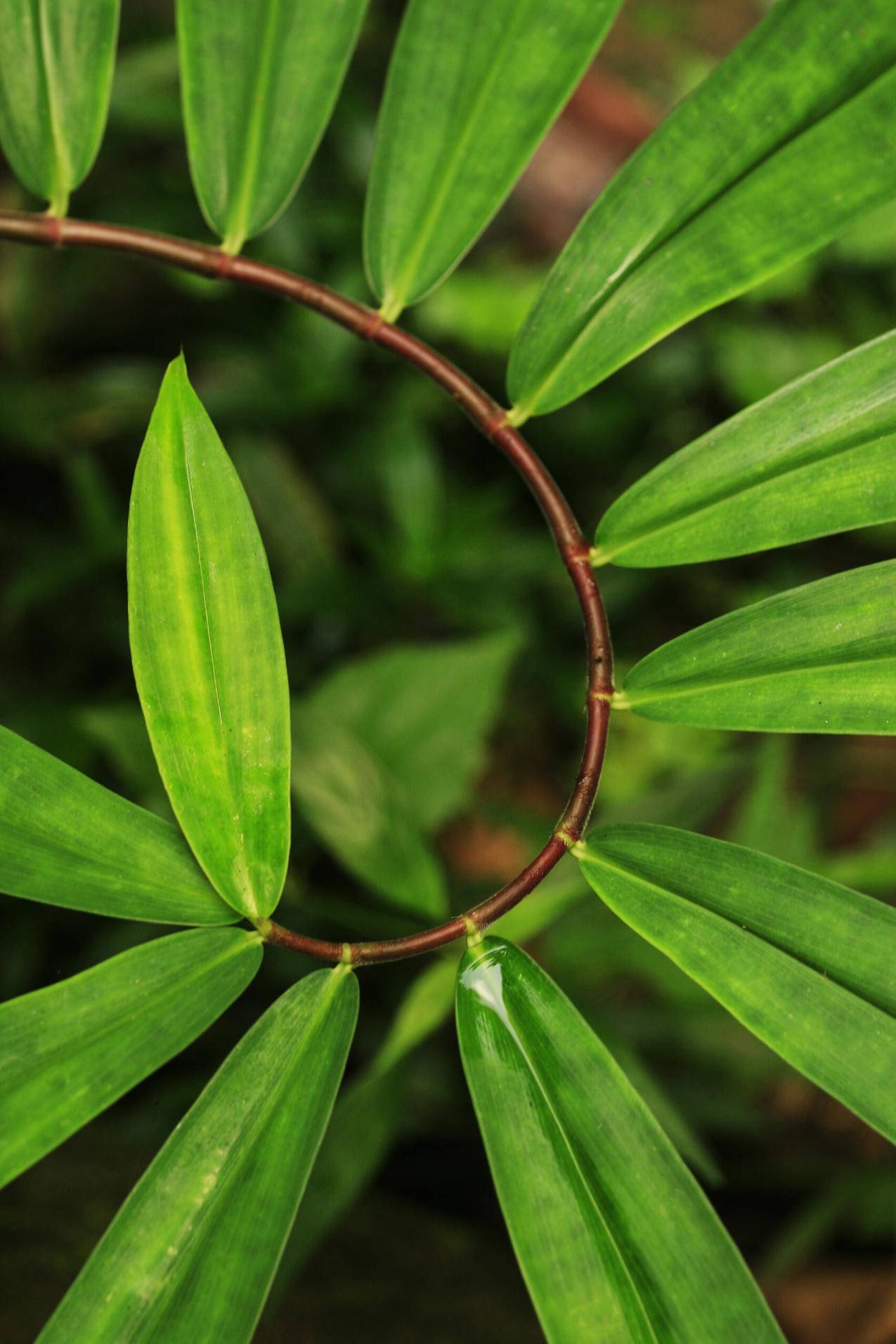 绿色植物高清壁纸