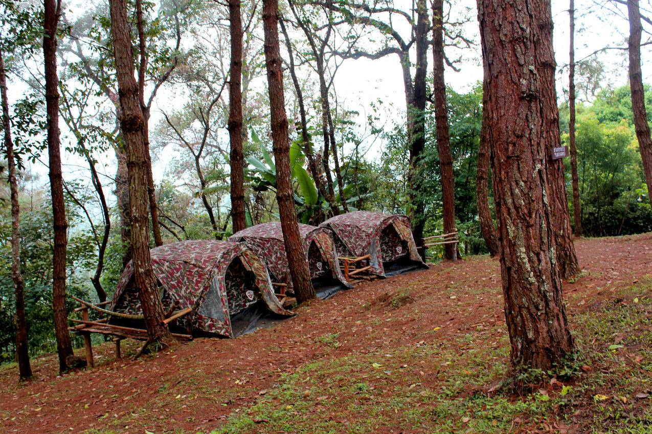 绿叶树旁的三个棕色帐篷