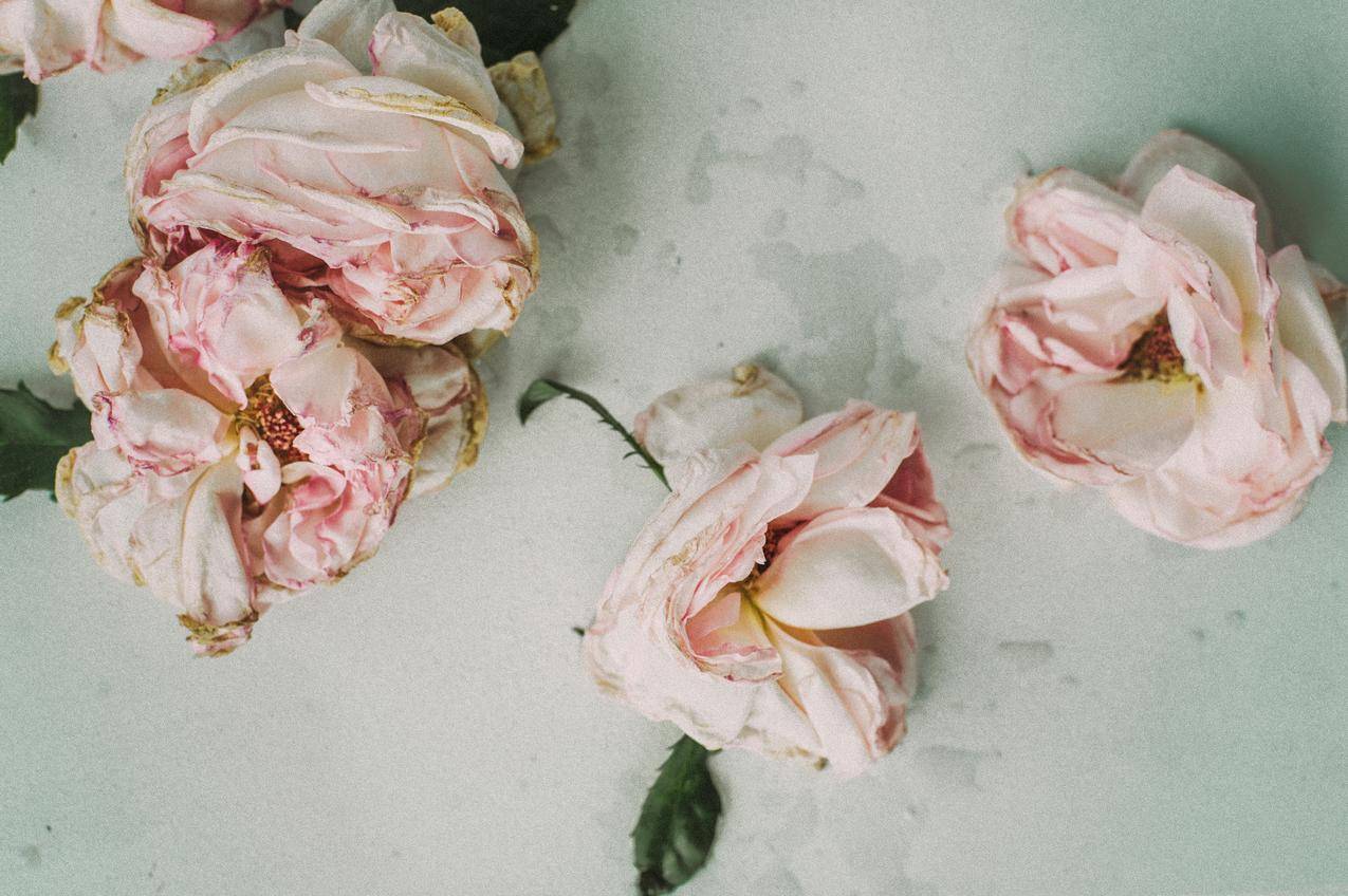 白色桌子上的三朵粉红玫瑰