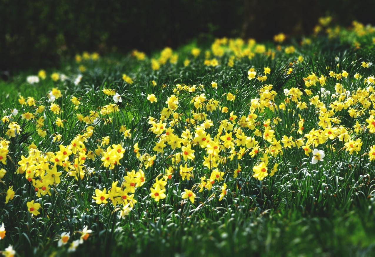 Yellow,Petaled,Flowers床