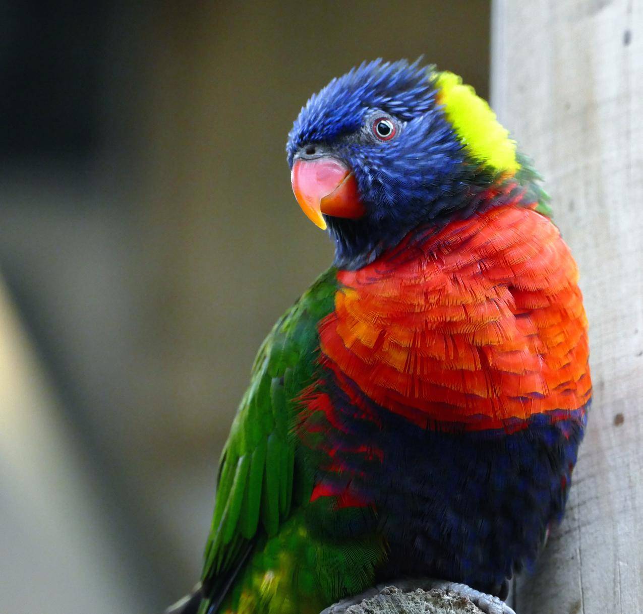 大自然,鸟,动物,彩色的cc0可商用图片