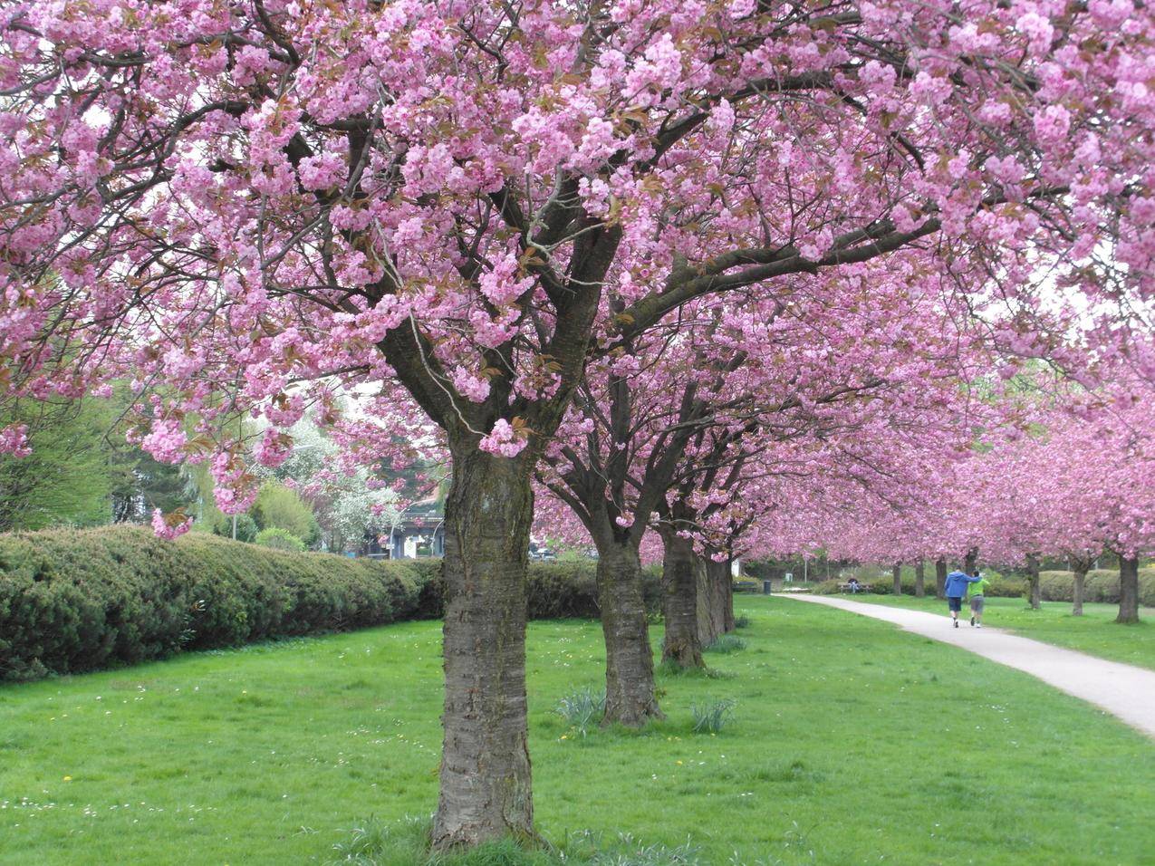 你在武汉大学的樱花节拍摄了哪些很好的照片？ - 知乎