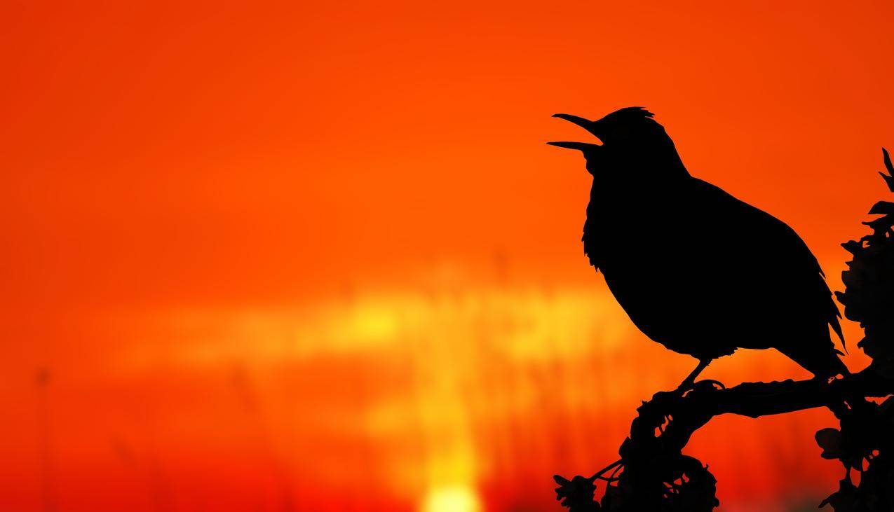侧身栖息在橙色夕阳下的剪影鸟