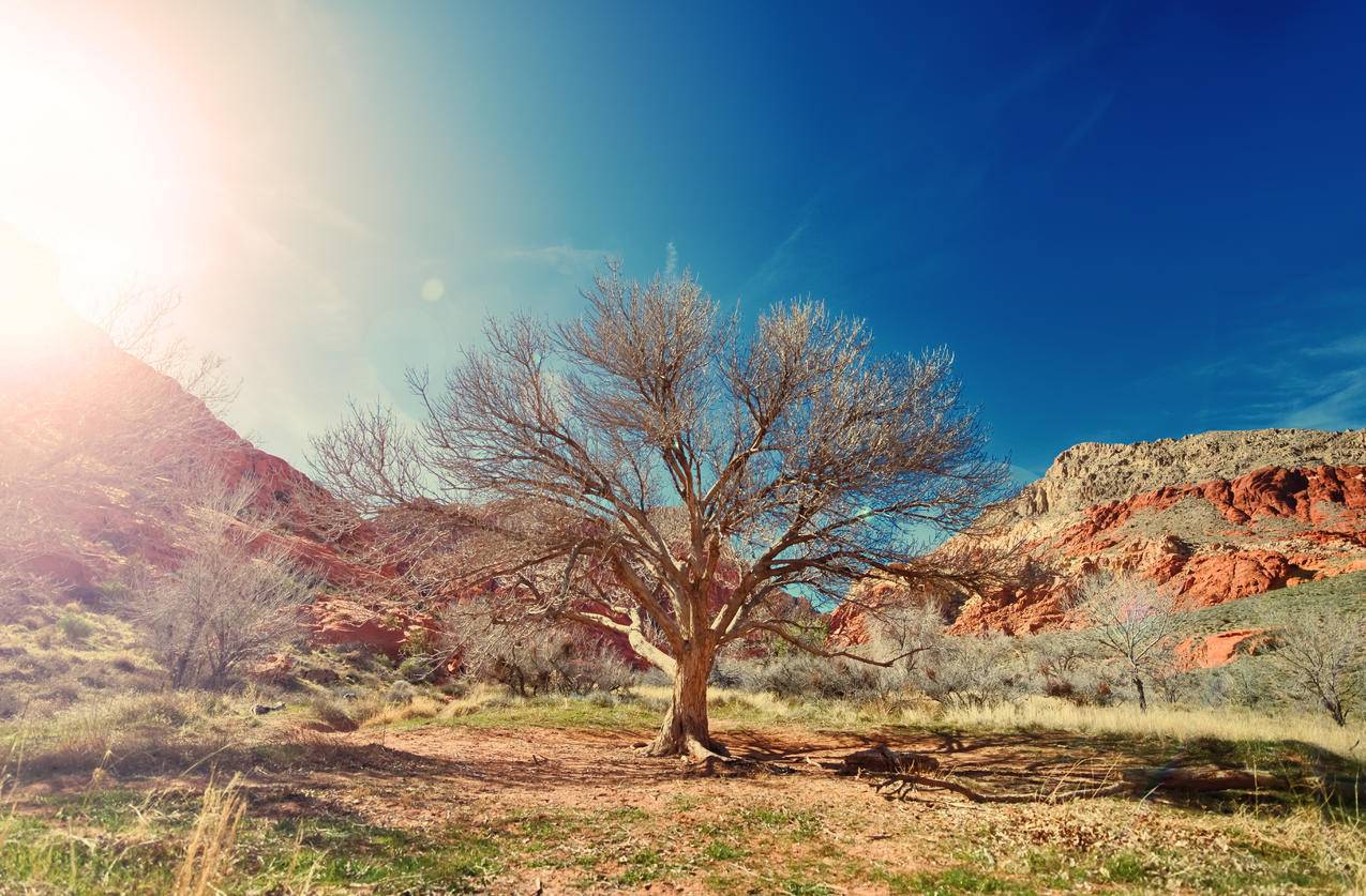 阳光,沙漠,干燥,树木cc0可商用图片