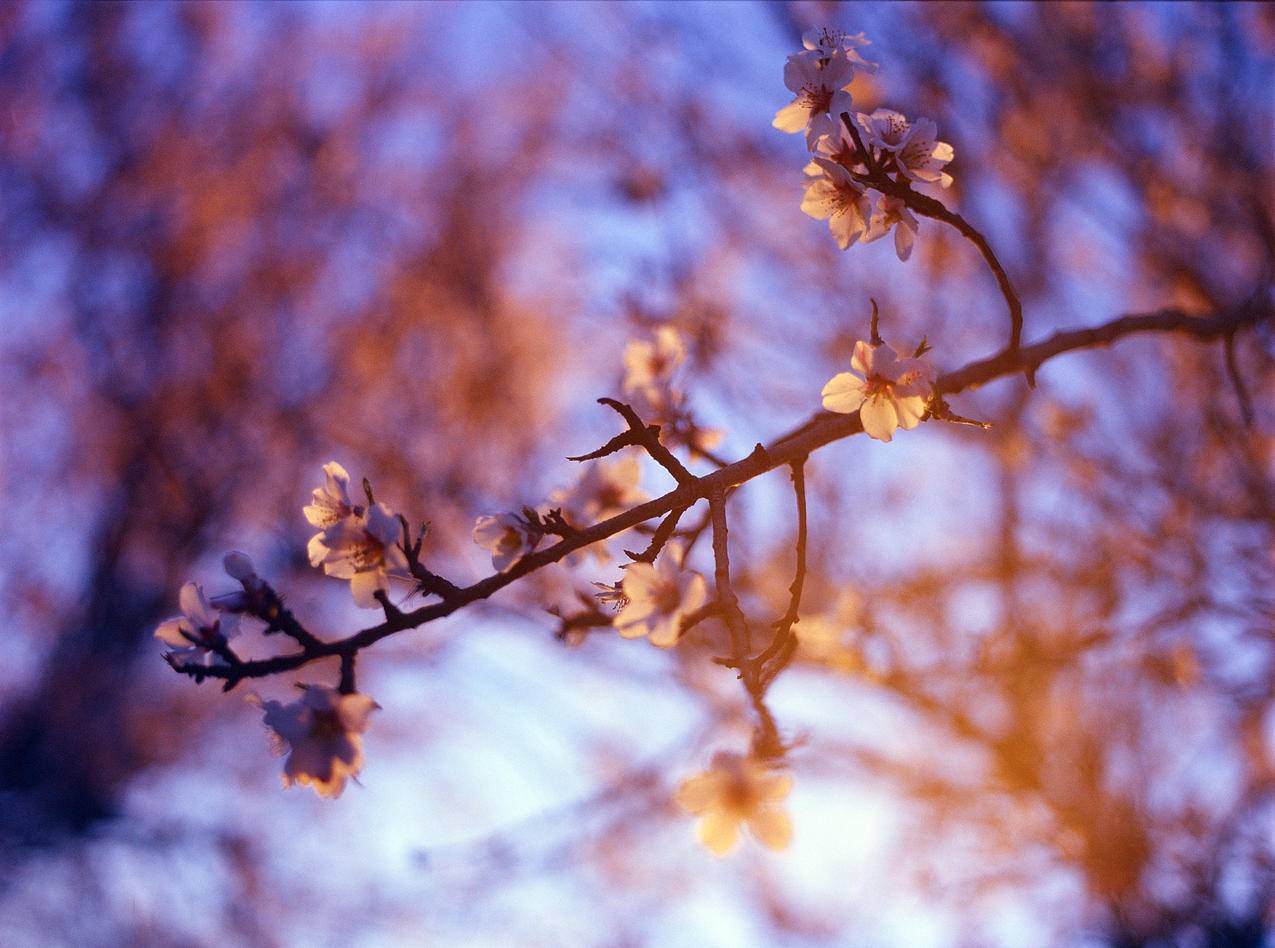 White,Petaled,Flower的选择性聚焦摄影