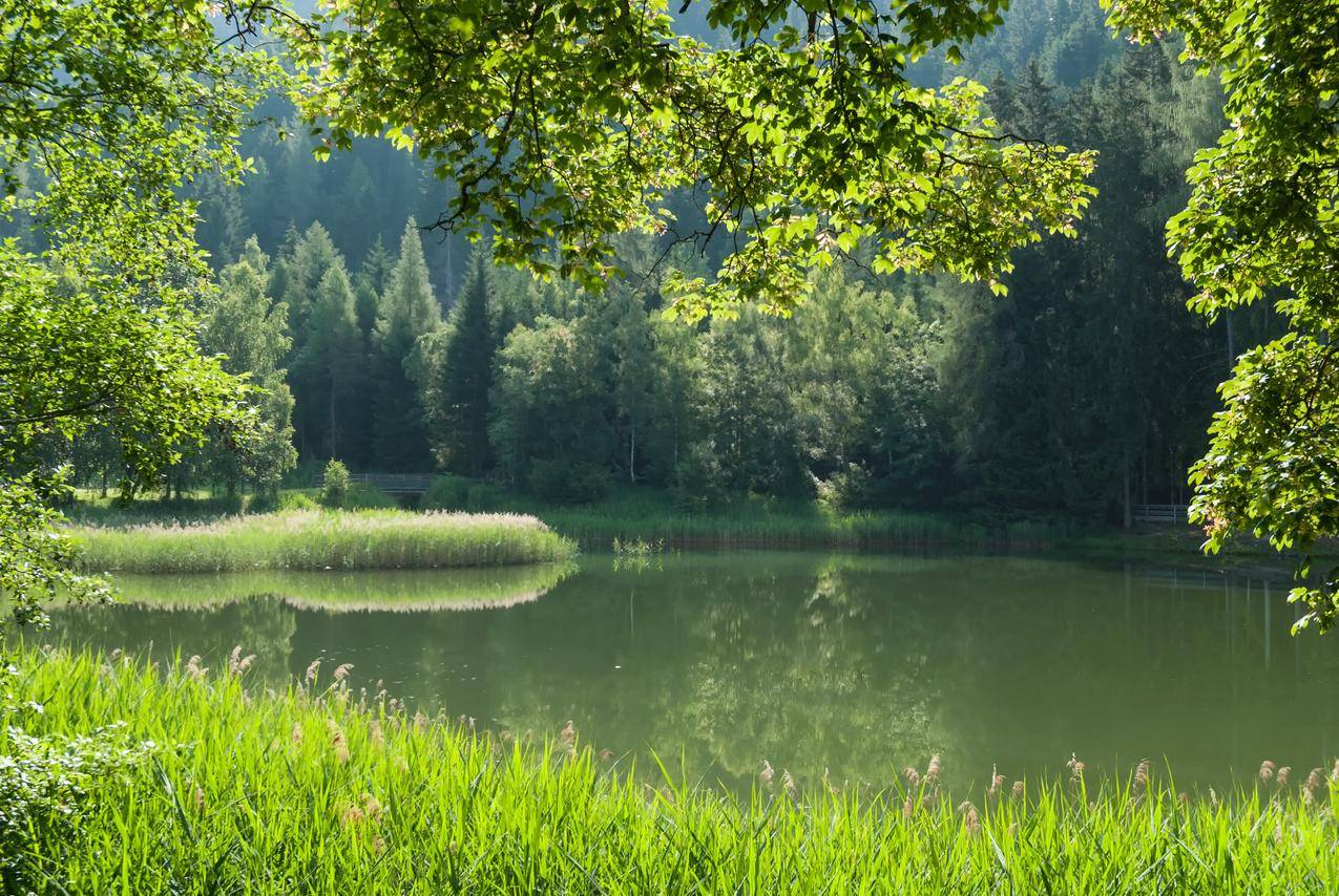 奥地利森林春水高清图片