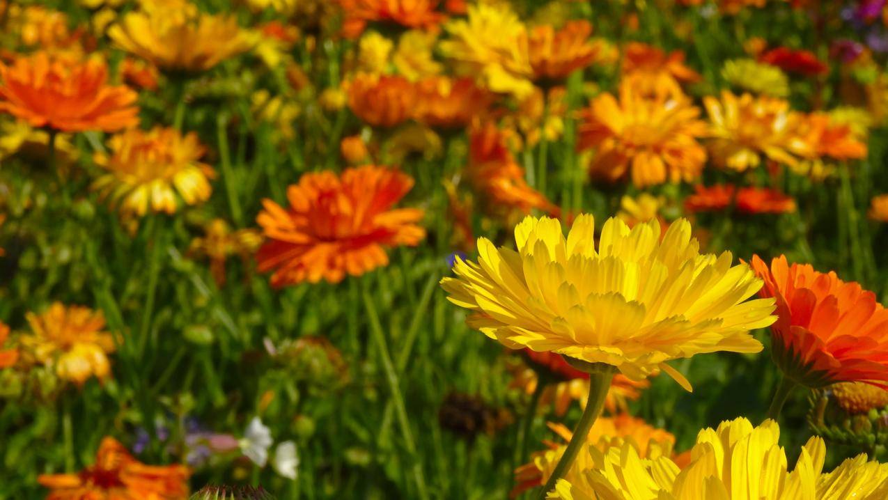 自然,花卉,夏季,黄色cc0可商用高清图片
