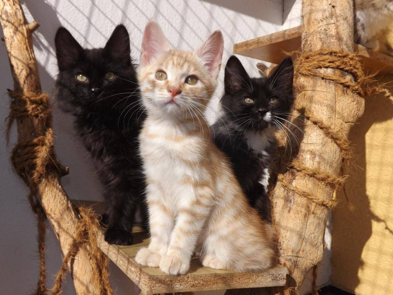 三只可爱的小猫咪