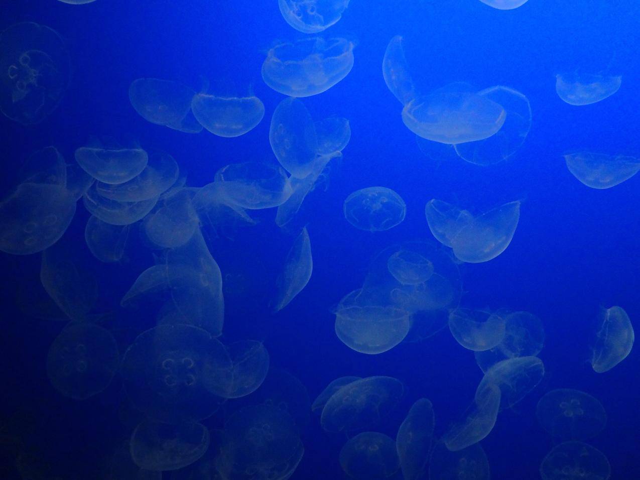 水生无脊椎动物海蜇水母图片