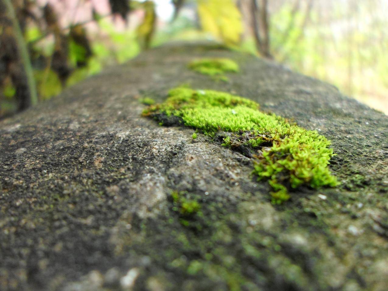 绿色的青苔苔藓植物图片
