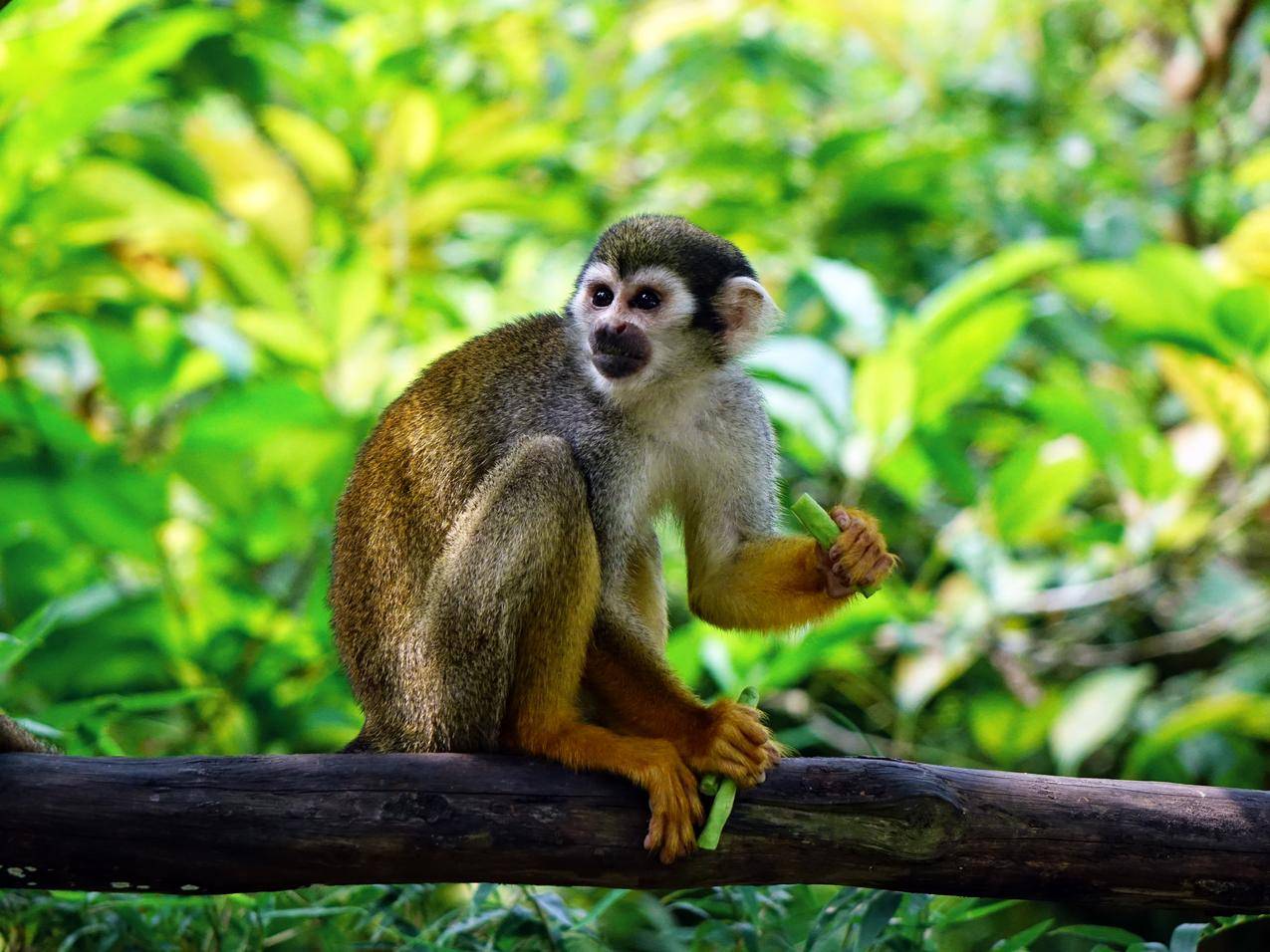 Brown,Monkey坐在树干上