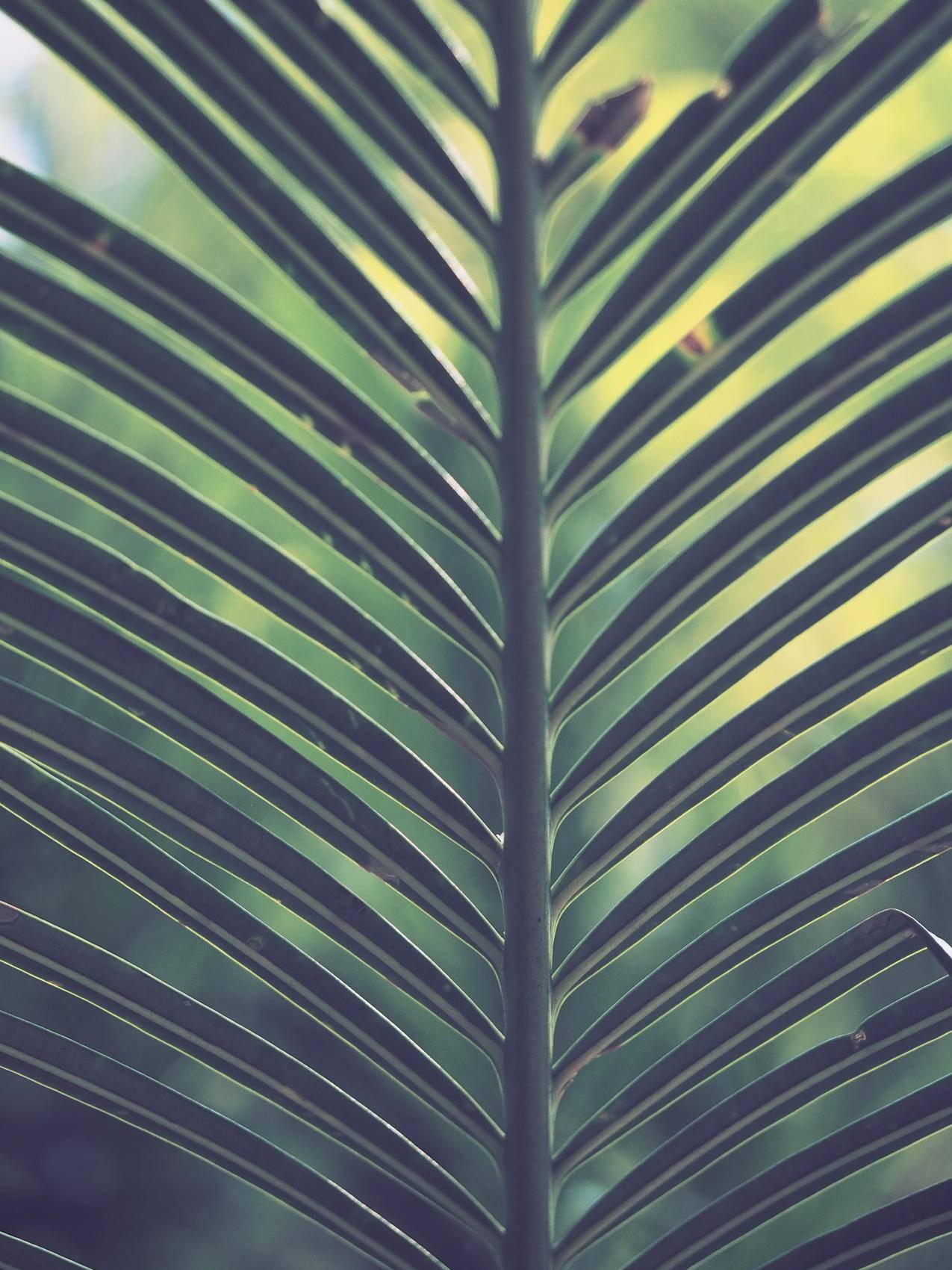 棕榈科植物