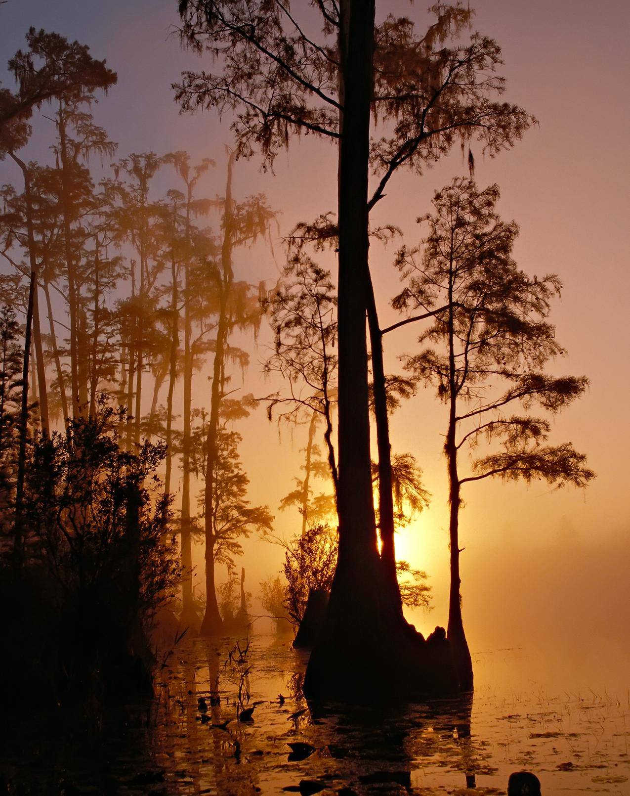 日落时水体旁树木的轮廓