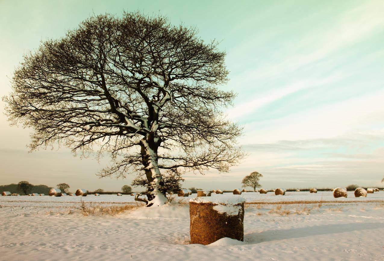 cc0可商用高清的冷,雪,景,自然图片