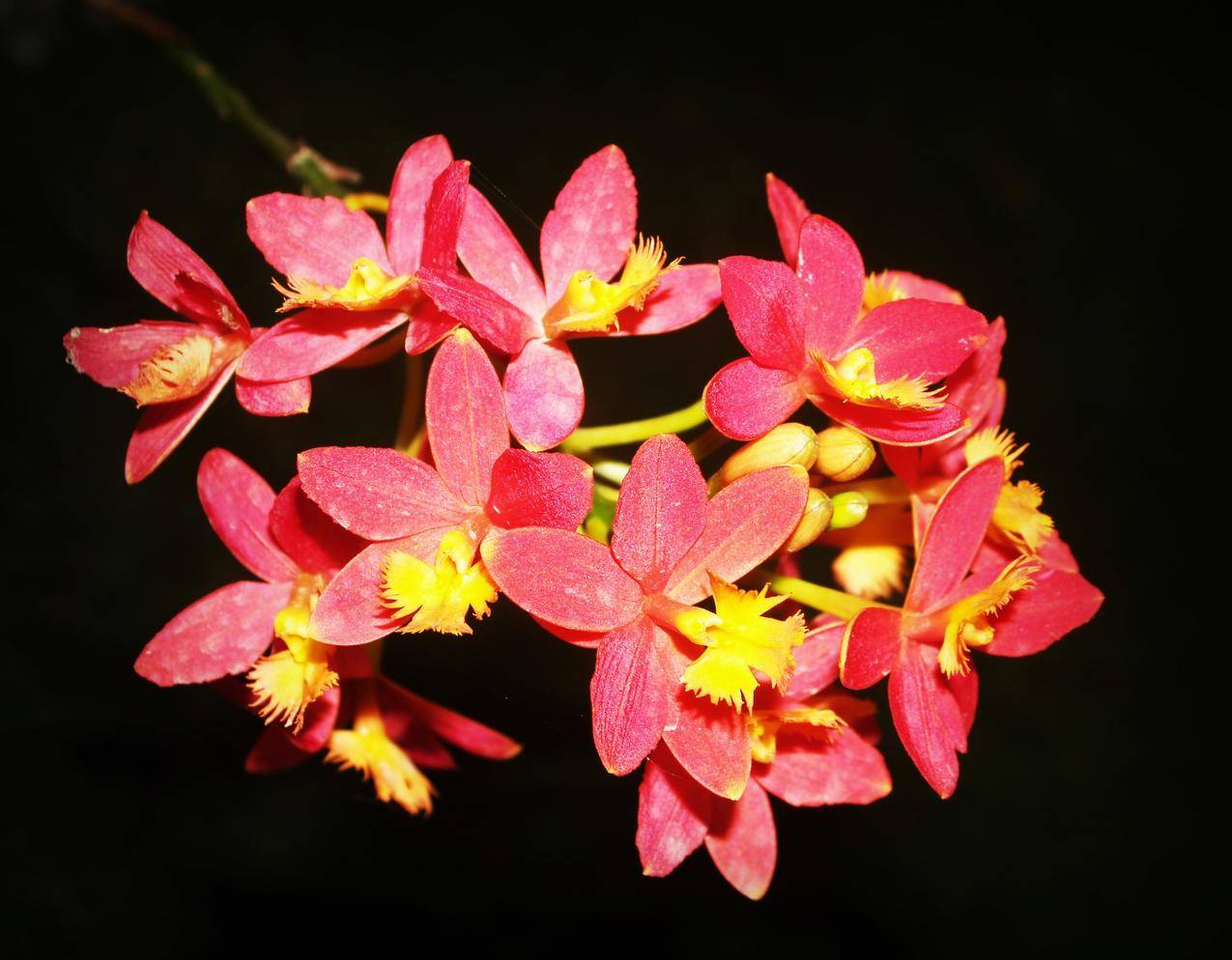 自然,红色,鲜花,夏季cc0可商用高清图片