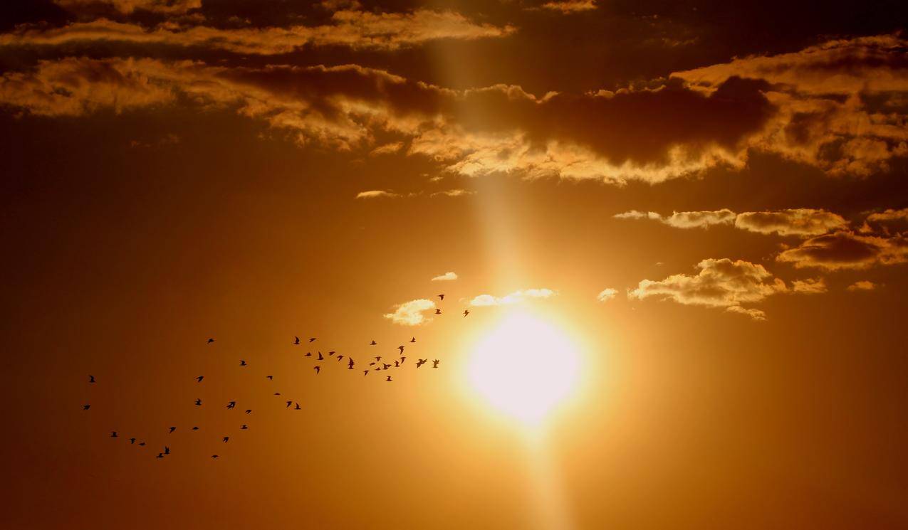 群鸟在阳光和云层下飞翔