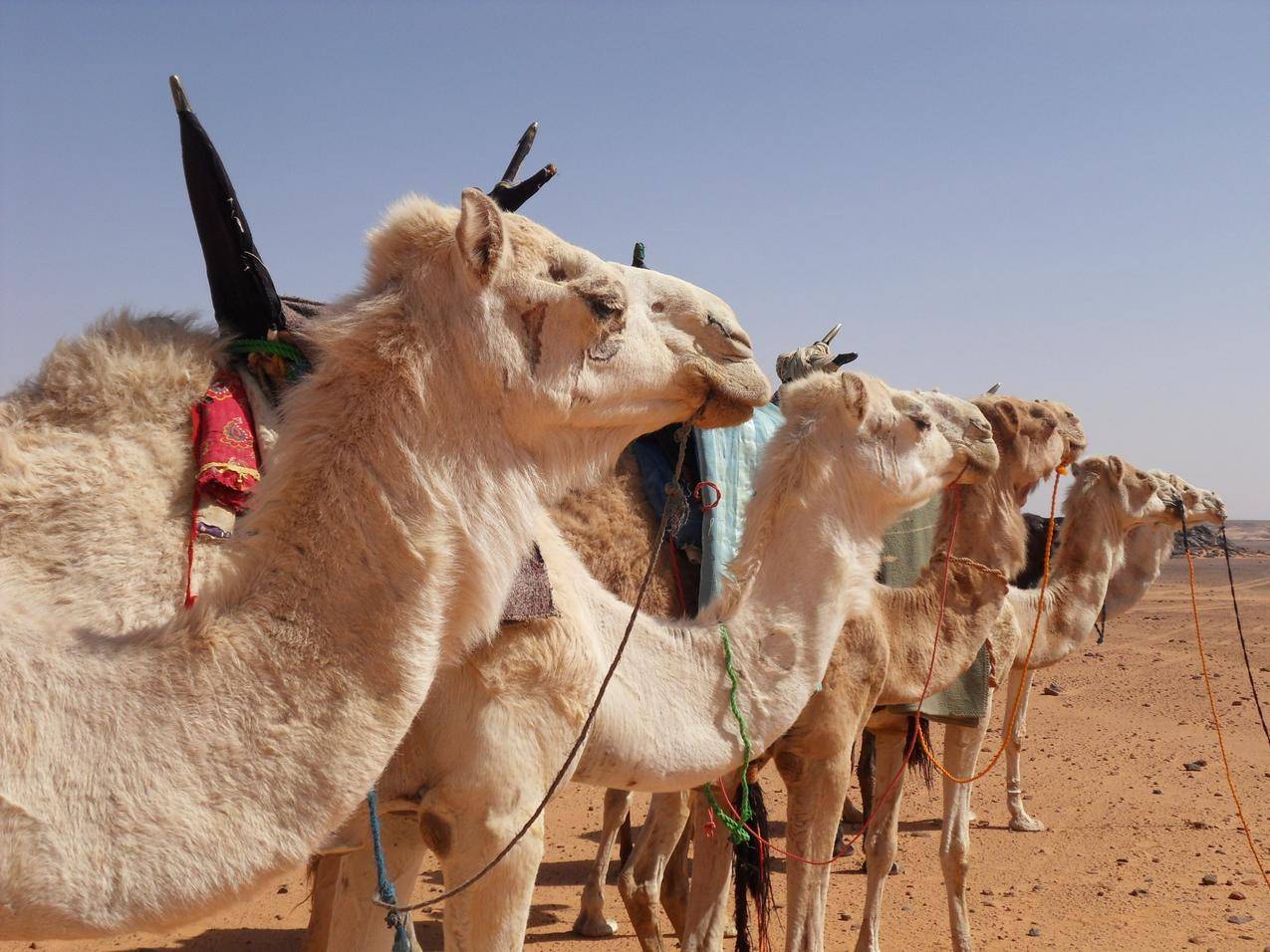 沙漠中的骆驼队高清图片
