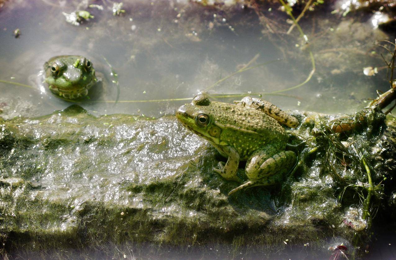泥塘的青蛙高清图片