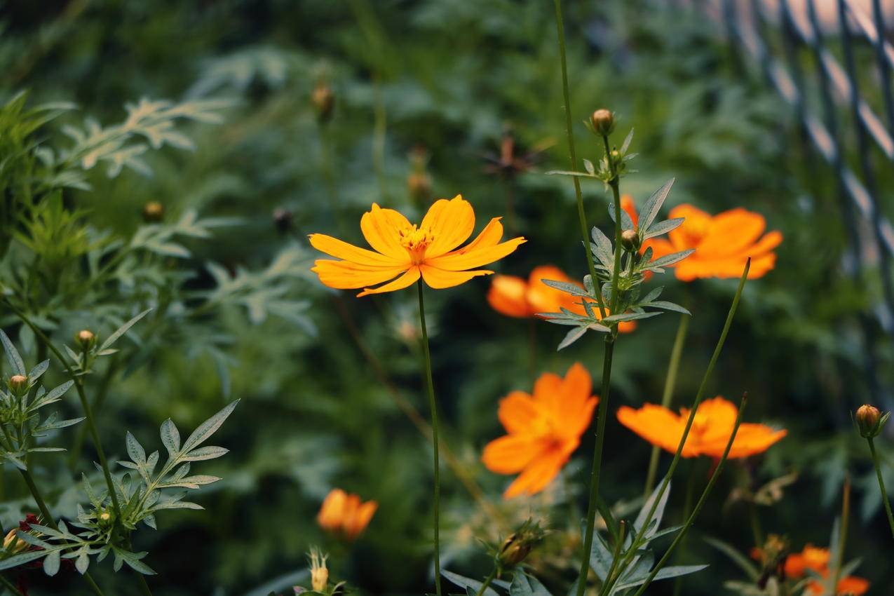 Orange,Sunroot,Flowers的选择性聚焦摄影